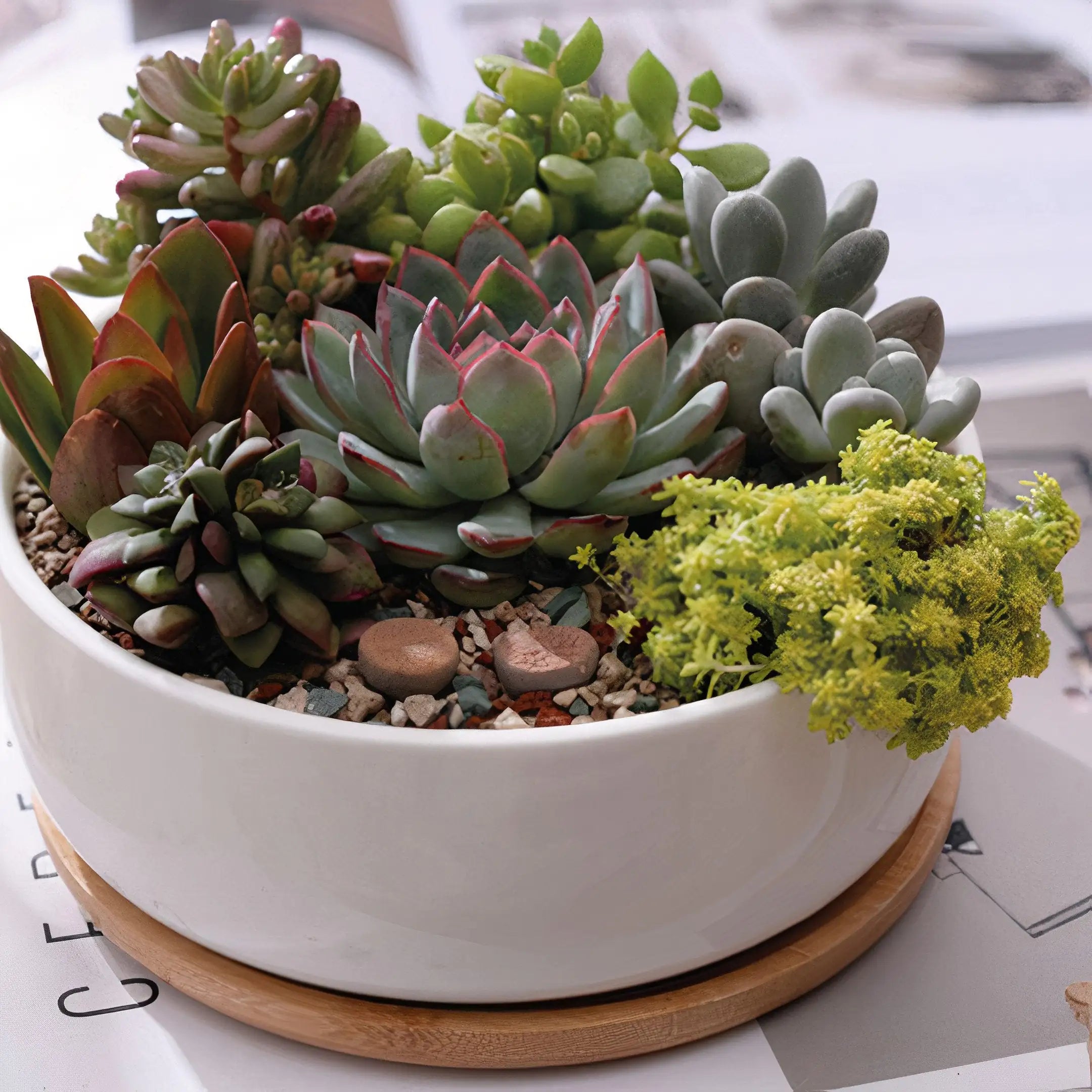 Succulent Planter