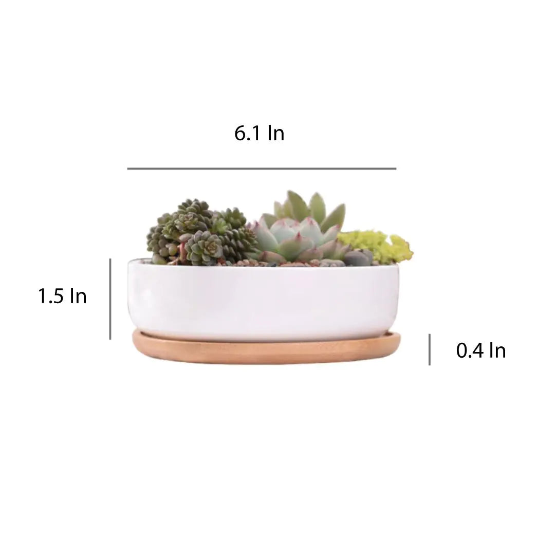 Succulent Planter