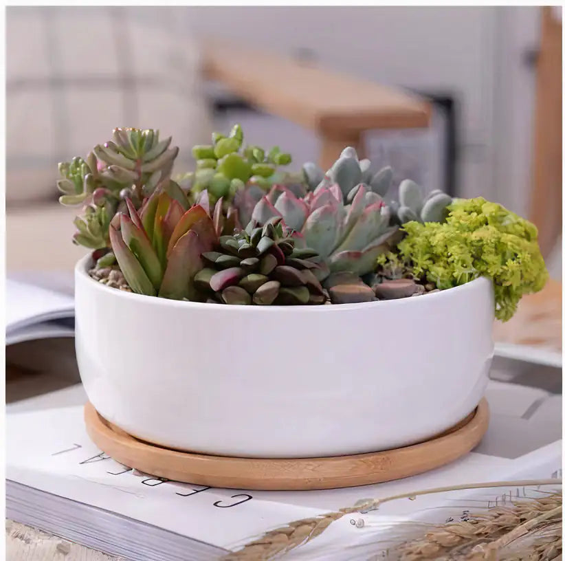Succulent Planter