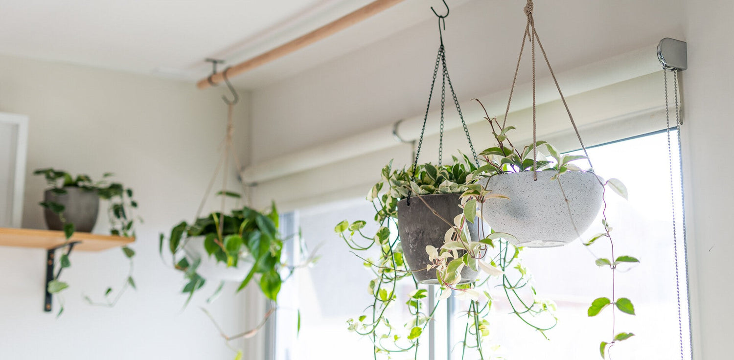 Shop All Plant + Hangers
