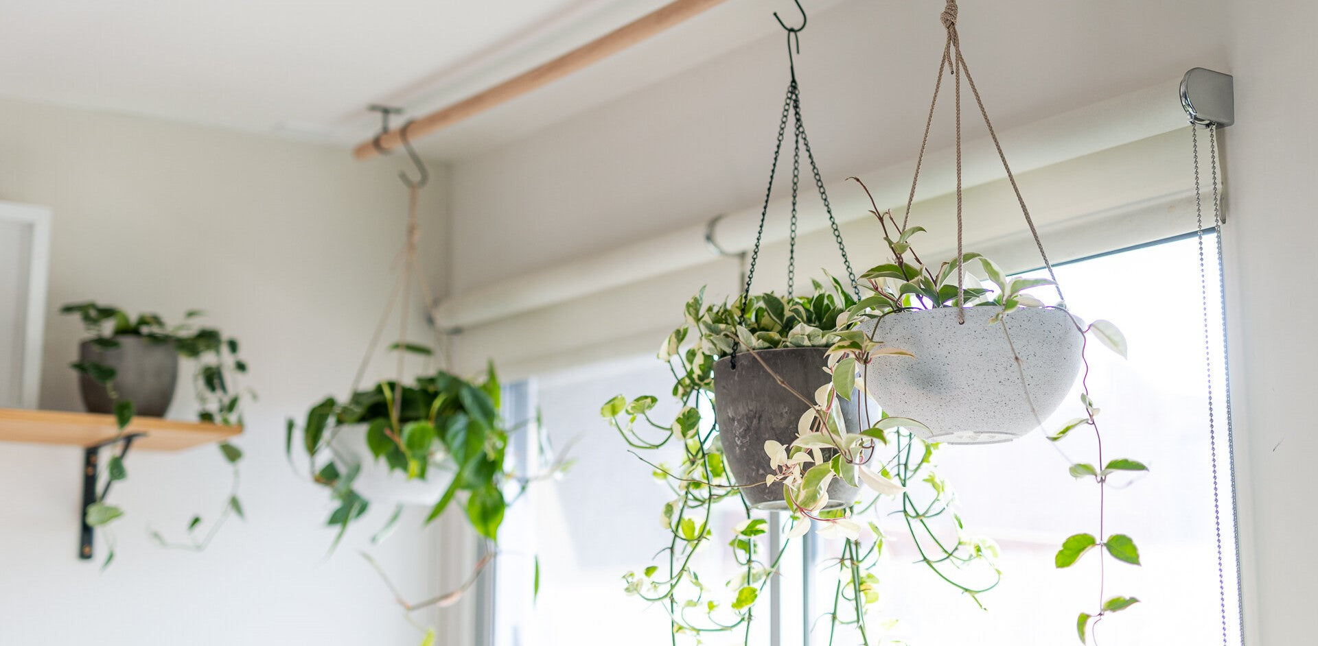 Shop All Plant + Hangers