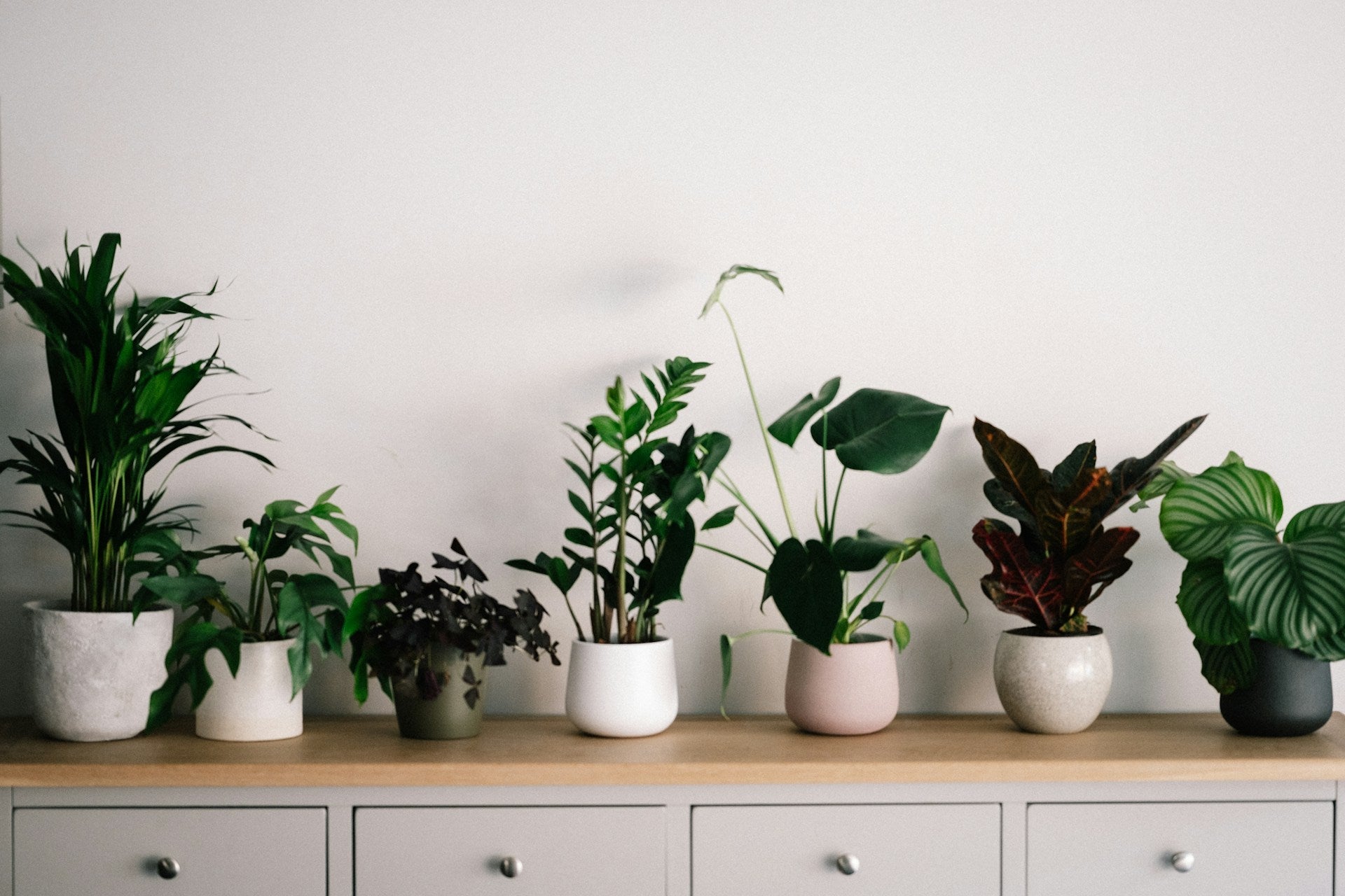 A collection of decorative plant pots featuring various indoor plants, displayed on a wooden surface against a neutral wall, adding a modern and natural touch to the space.