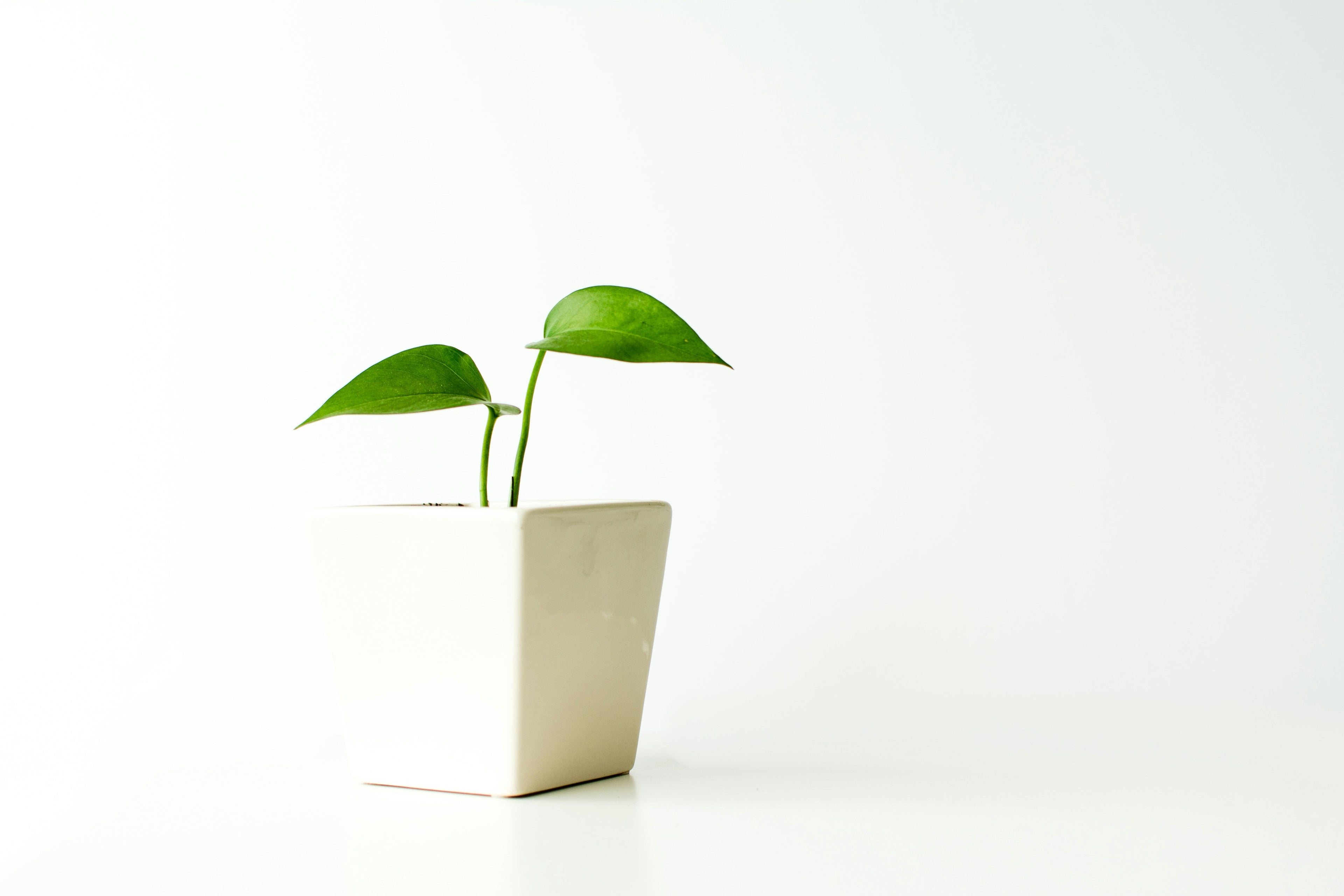 A small green plant with two leaves growing in a modern white ceramic pot, placed on a clean white surface against a minimalistic white background.